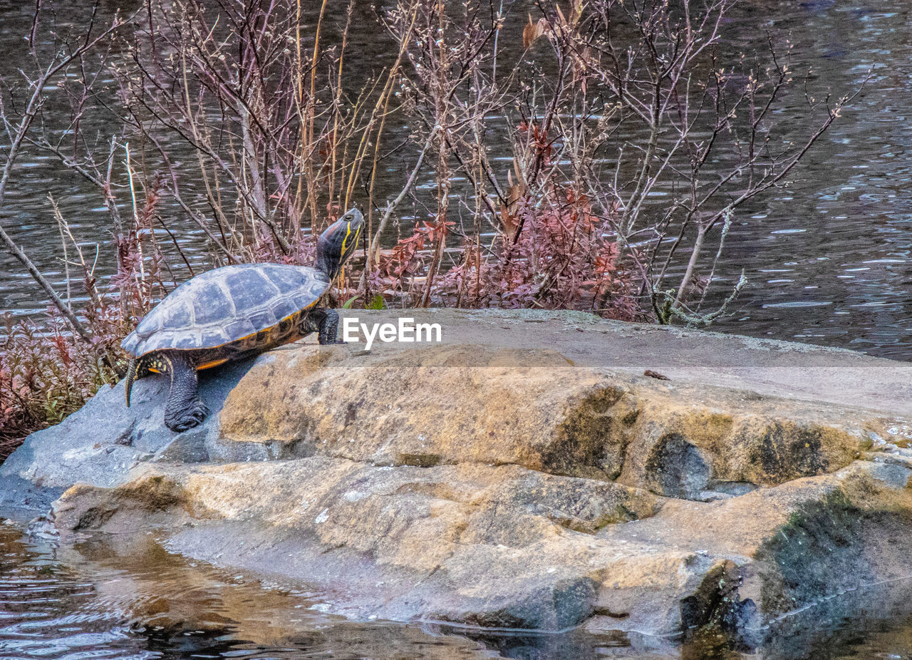 Turtle on rock by lake