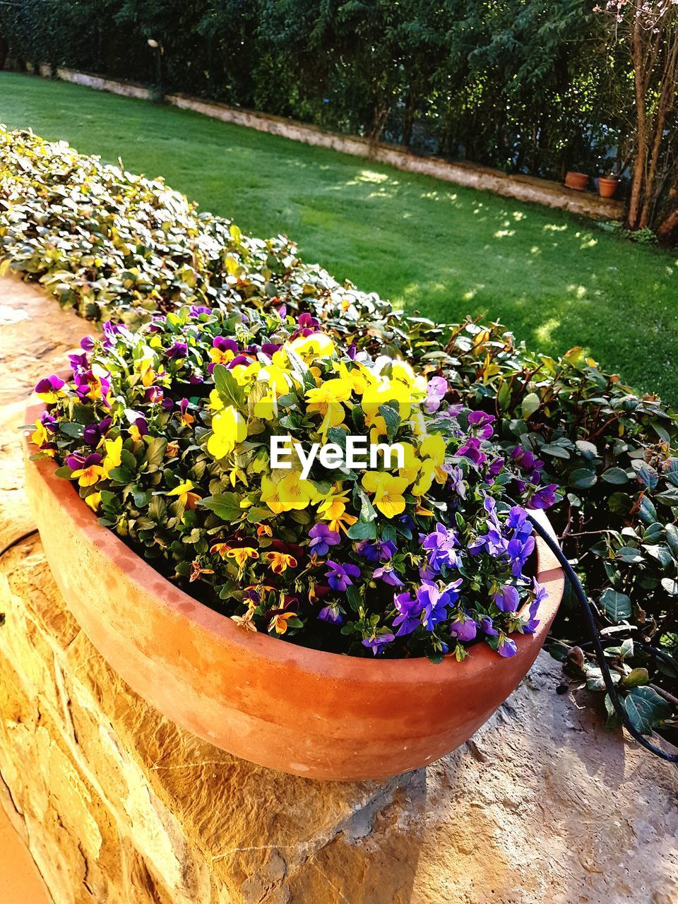 CLOSE-UP OF PLANTS IN GARDEN