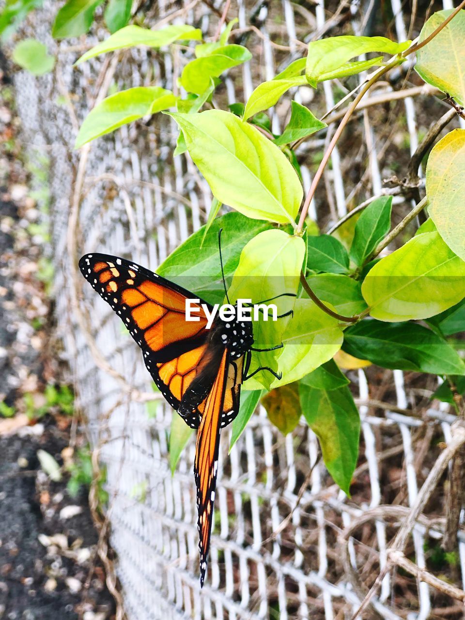 BUTTERFLY ON A LEAF