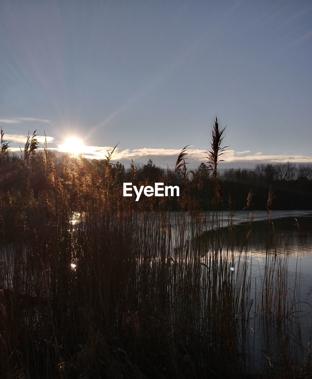 PLANTS GROWING BY LAKE AGAINST SKY DURING SUNSET