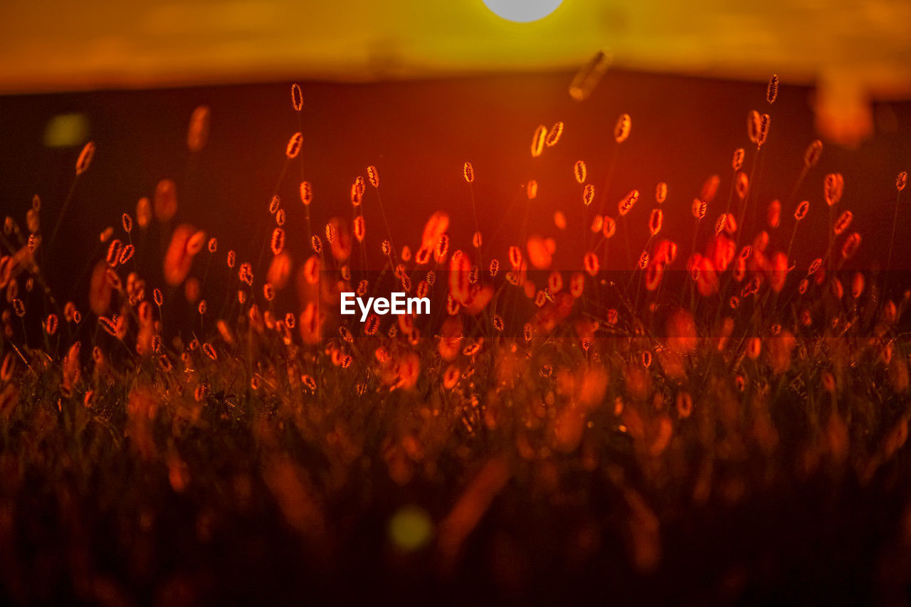 defocused image of illuminated christmas lights