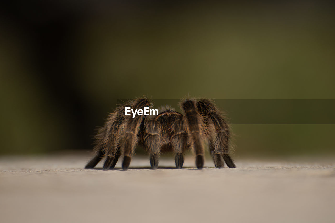 Close-up of spider