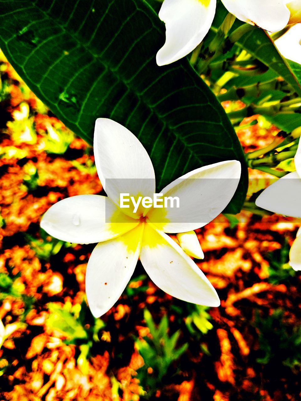 HIGH ANGLE VIEW OF WHITE FLOWER