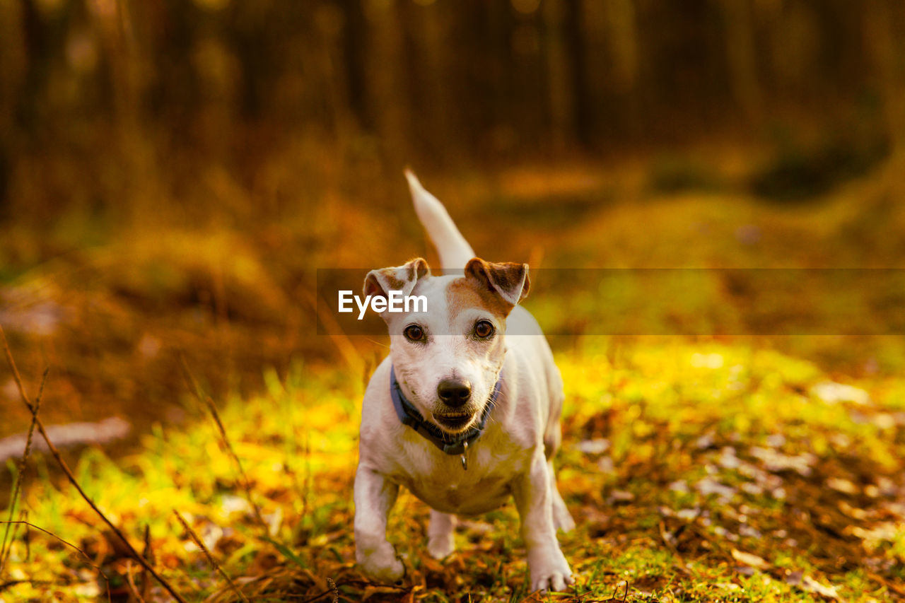 Dog jack russell terrier runs towards the camera in the autumn forest