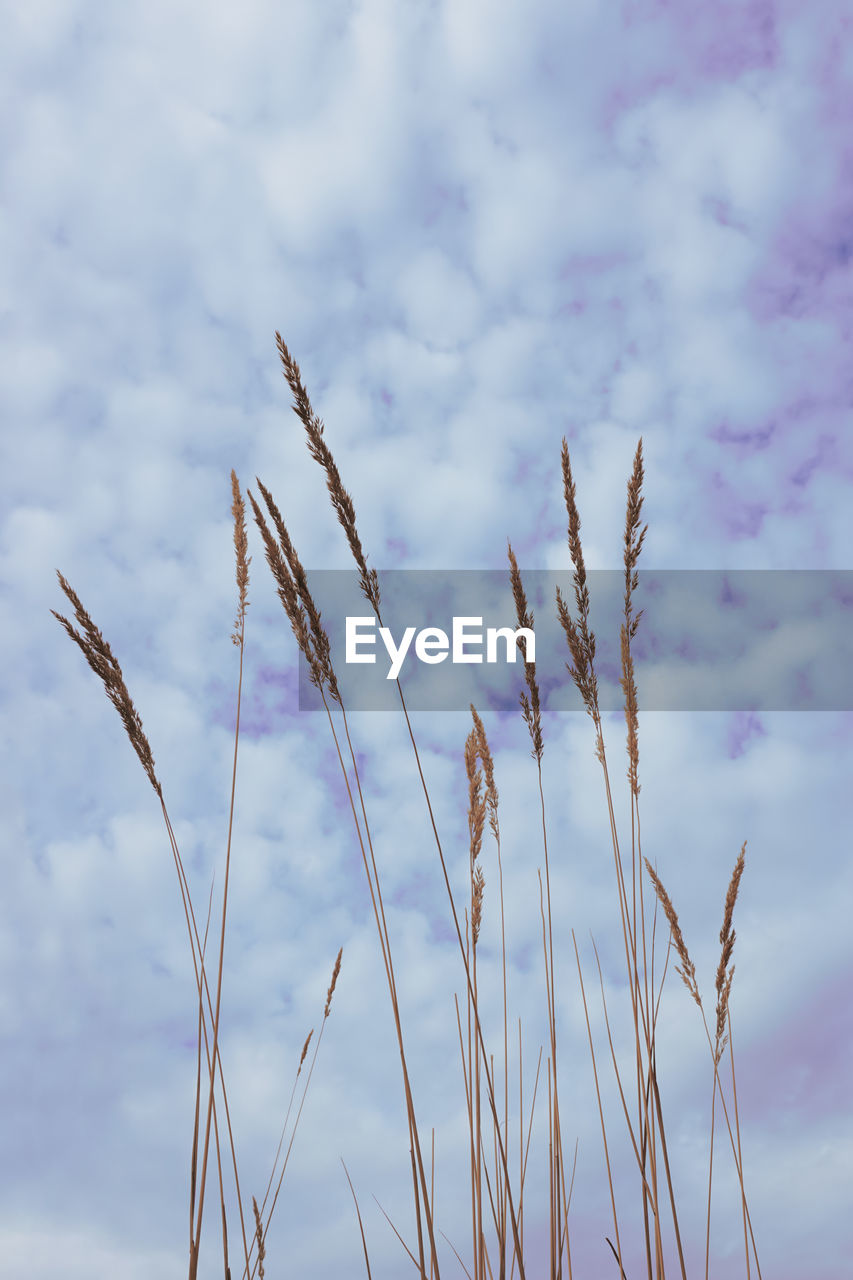 sky, cloud, grass, nature, plant, growth, beauty in nature, no people, field, tranquility, outdoors, day, flower, wind, prairie, close-up, low angle view, focus on foreground, branch, sunlight