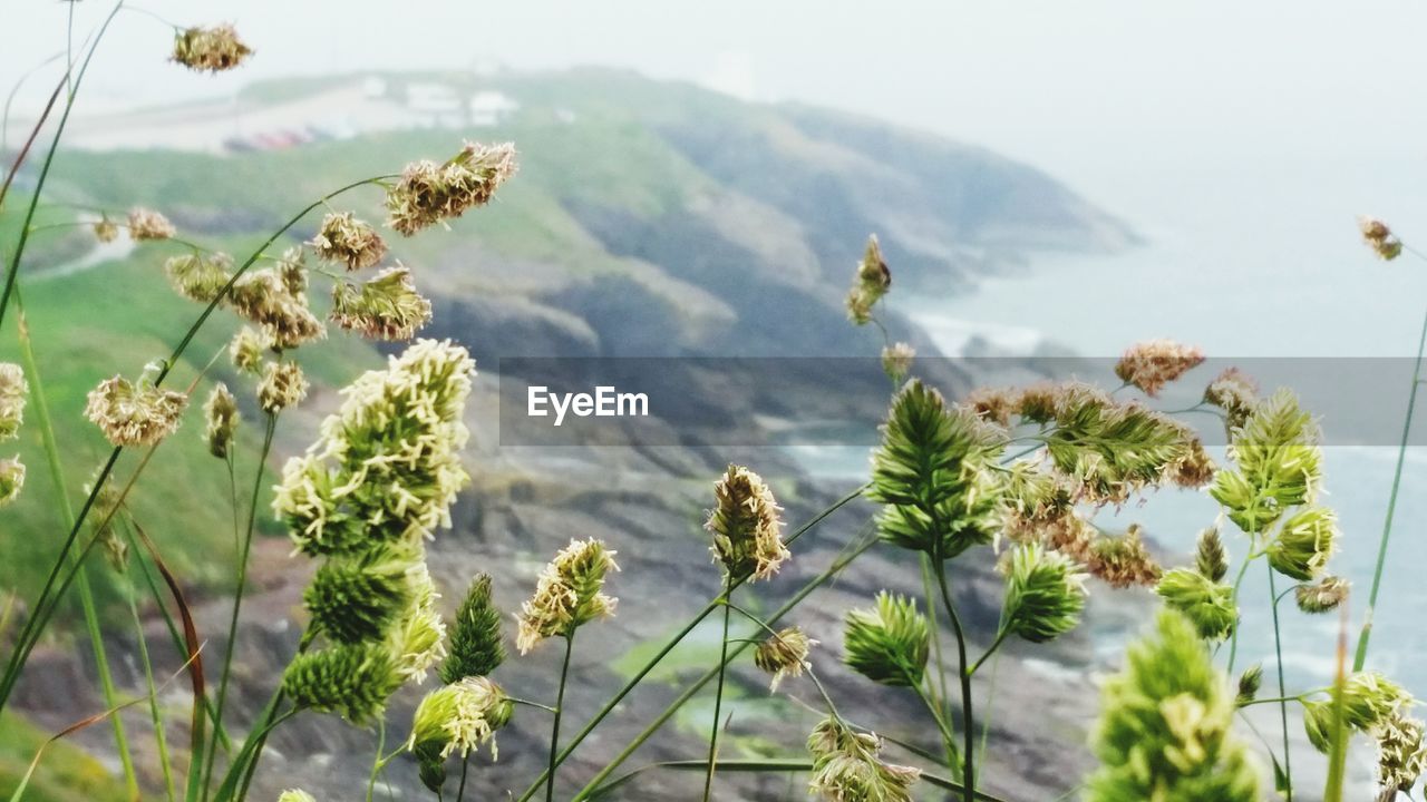 VIEW OF PLANTS GROWING ON MOUNTAIN