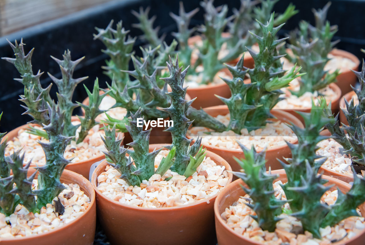 HIGH ANGLE VIEW OF POTTED PLANT