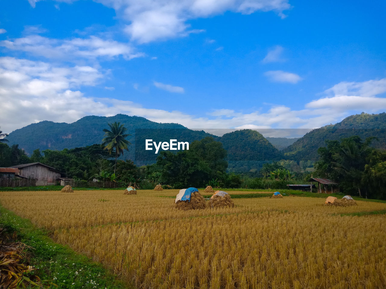 Scenic view of agricultural field against sky