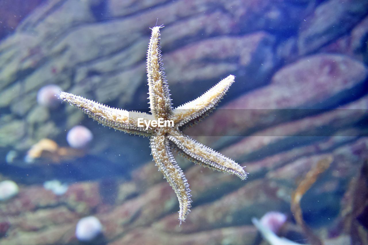 Starfish on glas