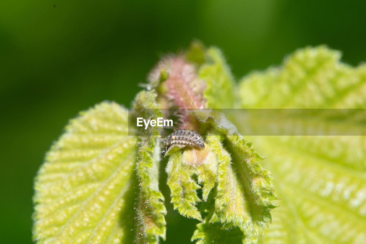 CLOSE-UP OF FLOWER BUD