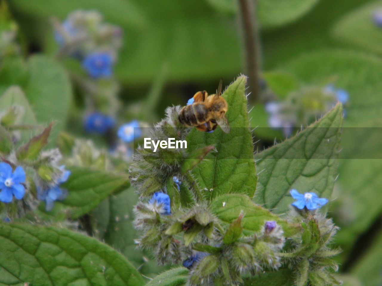 BEE ON FLOWER