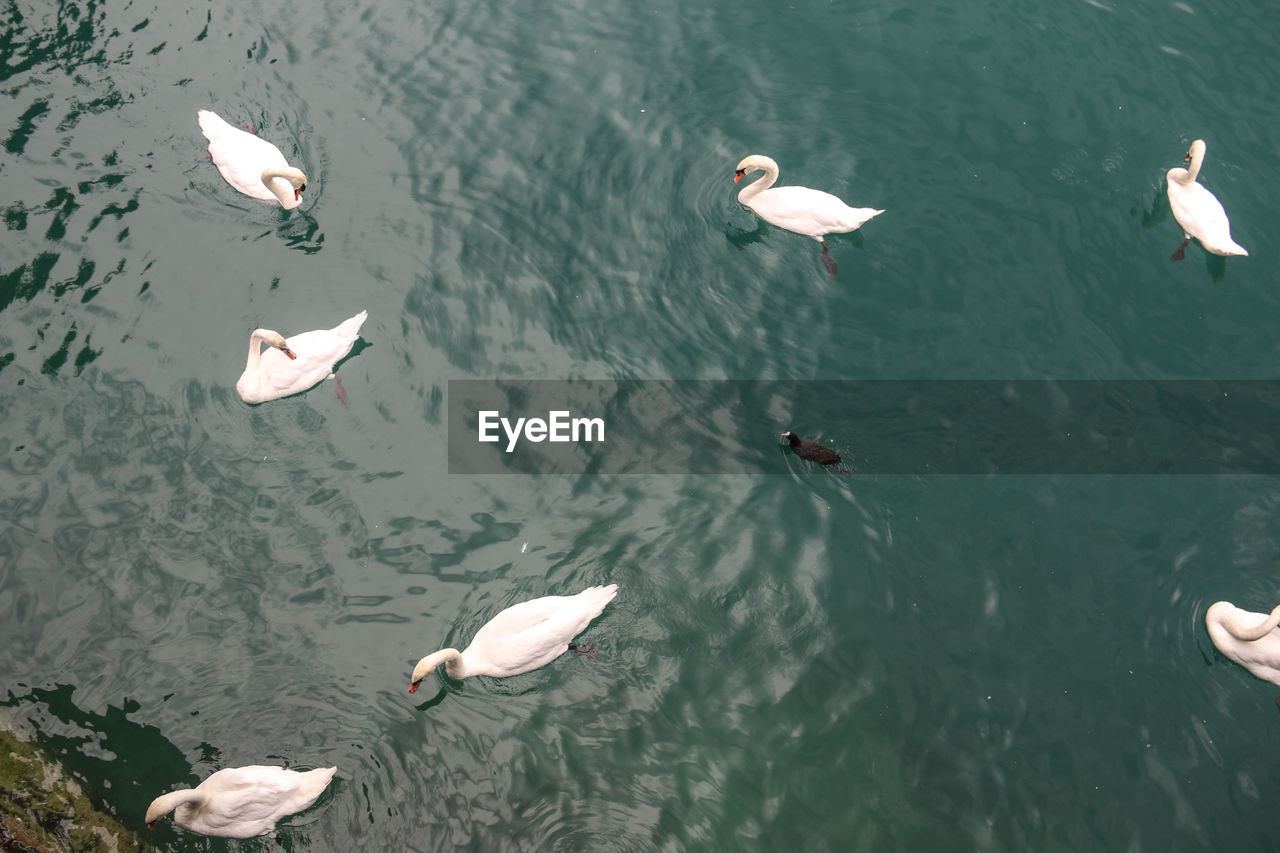 High angle view of swans swimming in lake