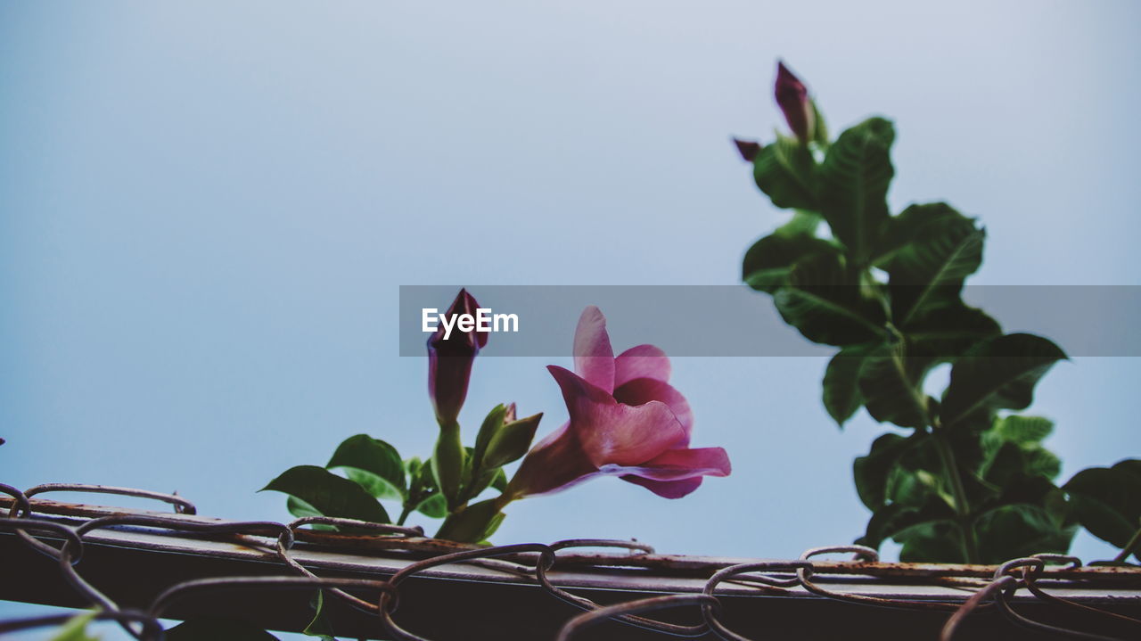 CLOSE-UP OF PINK FLOWERING PLANTS AGAINST CLEAR SKY