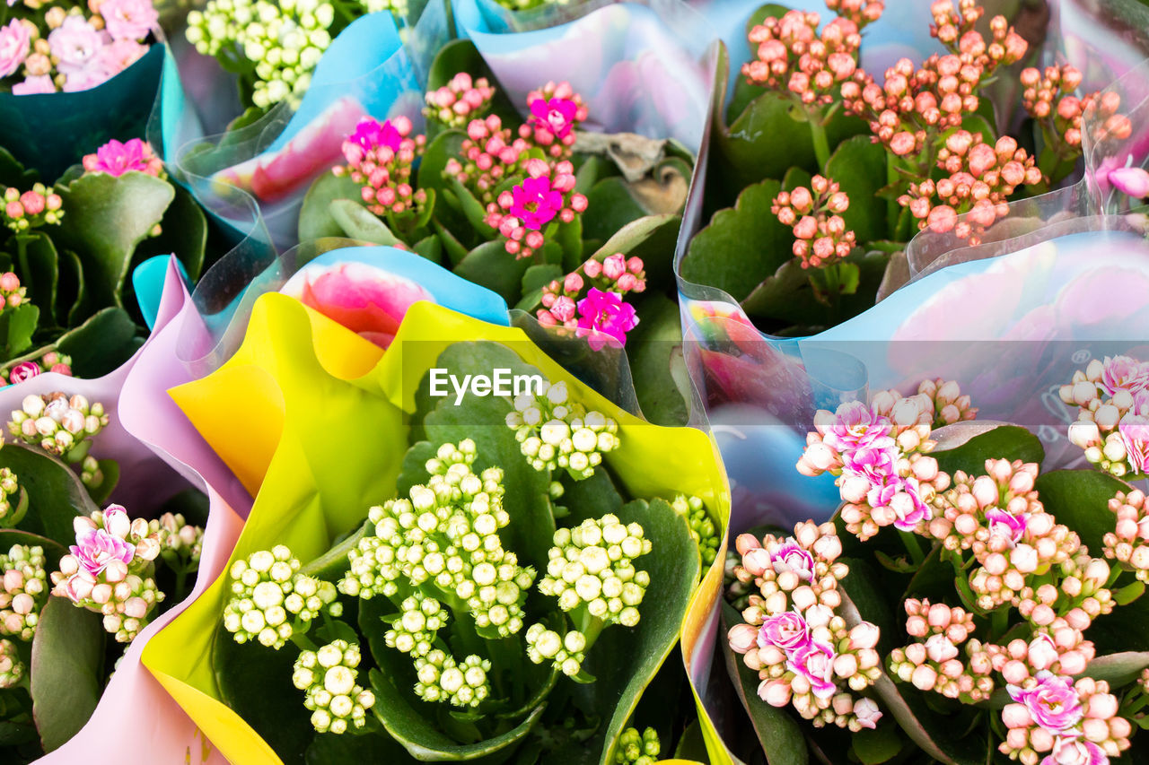 Close-up of multi colored flowering plants