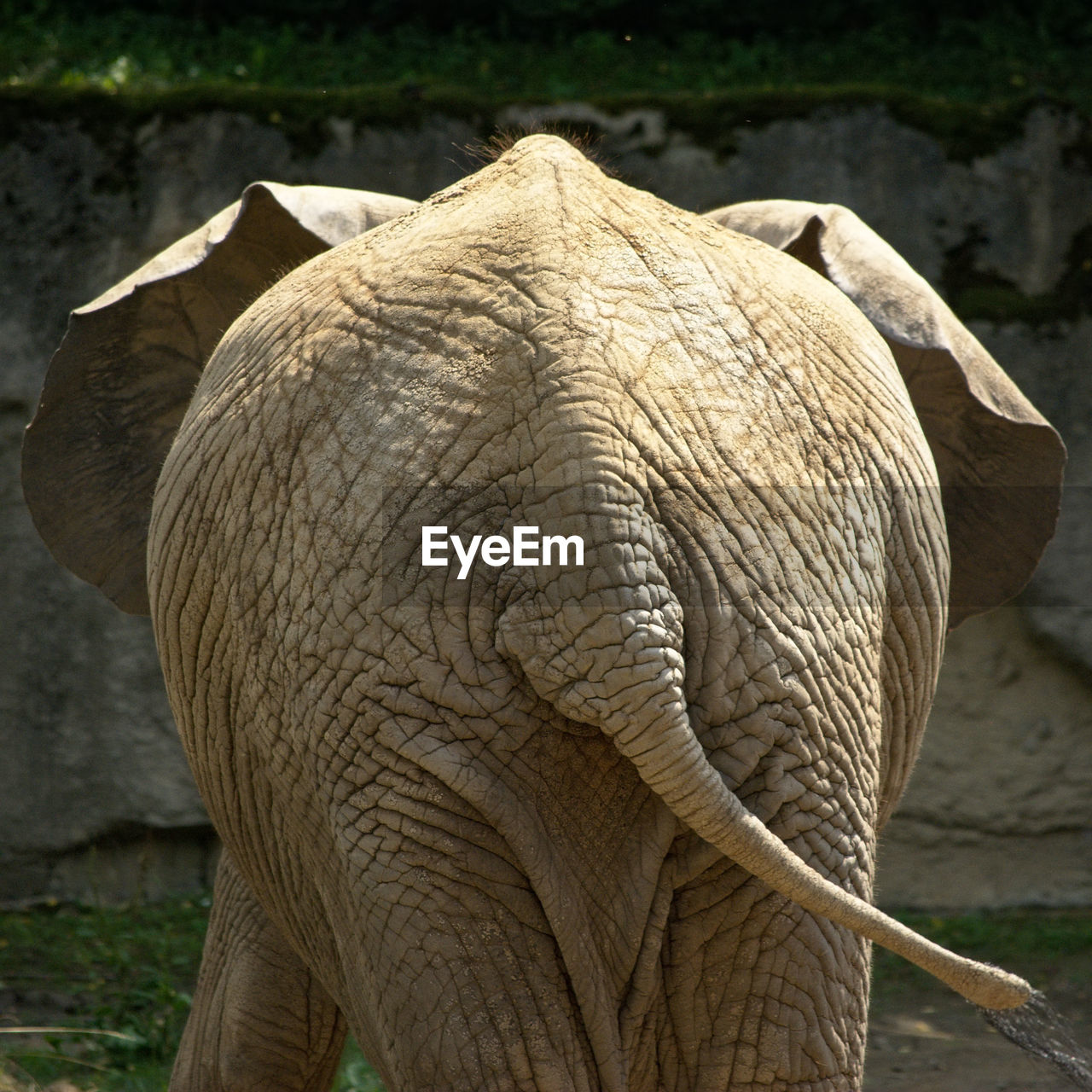 REAR VIEW OF ELEPHANT IN A HORSE