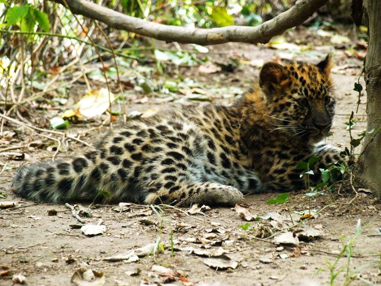 Leopard resting on field