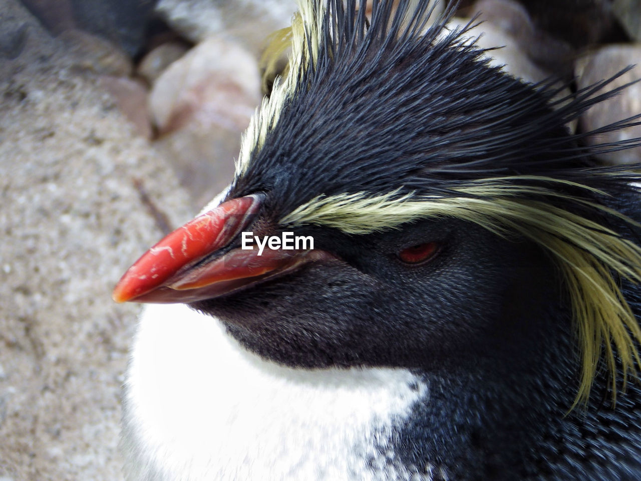 Close-up of penguin