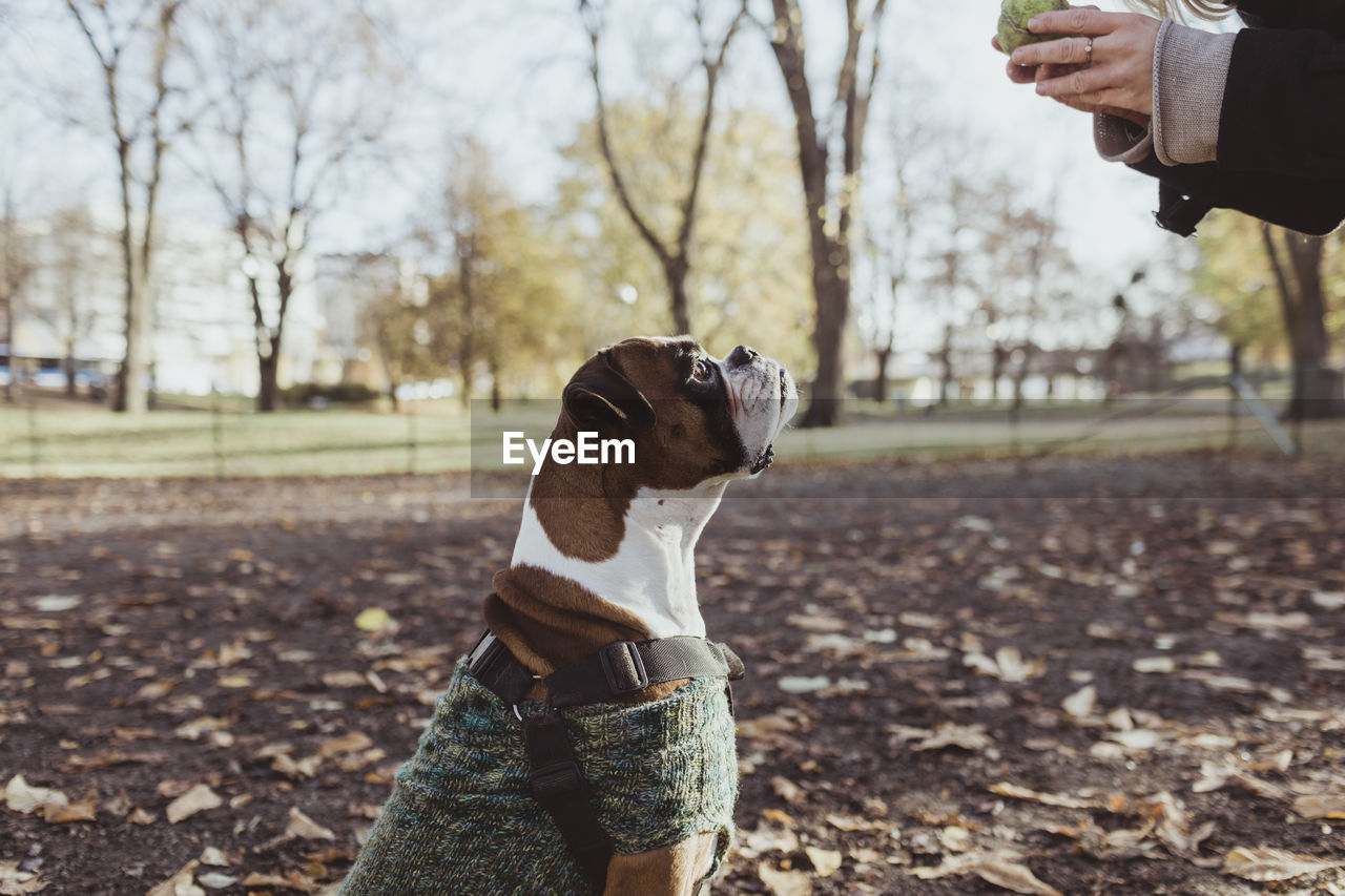 Side view of boxer dog looking at female pet owner holding tennis ball at park