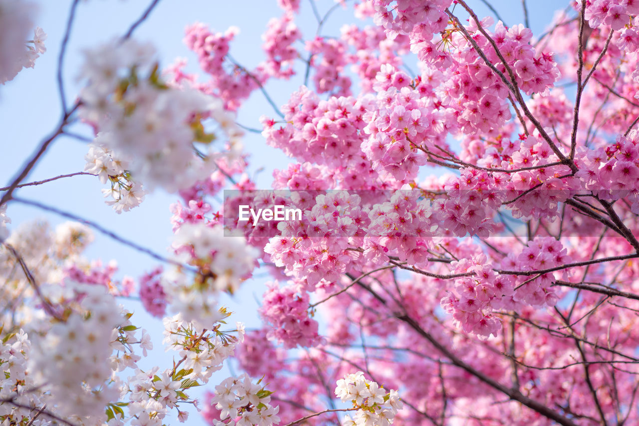 Close-up of pink cherry blossoms in spring