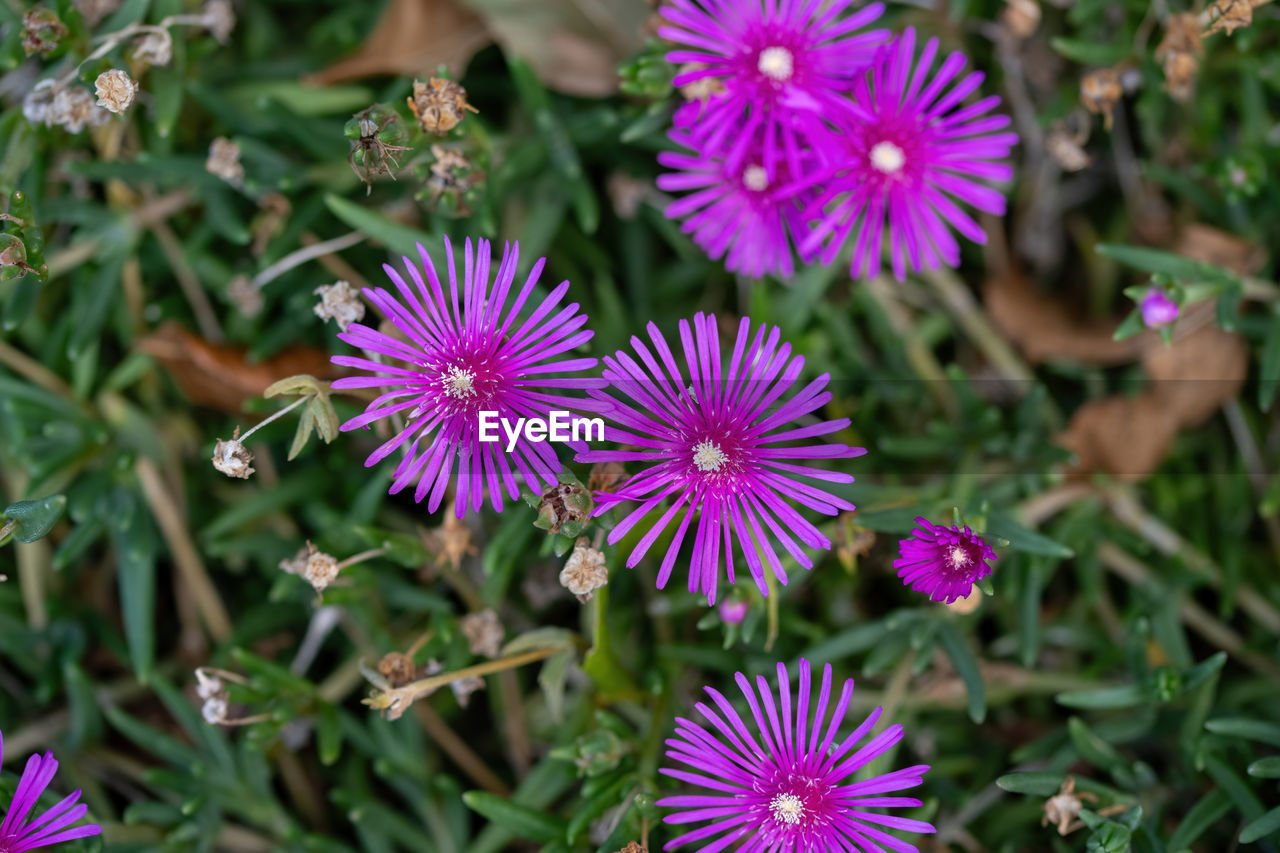 flower, flowering plant, plant, freshness, beauty in nature, purple, nature, close-up, growth, ice plant, flower head, plant part, inflorescence, medicine, no people, leaf, botany, petal, outdoor pursuit, green, outdoors, fragility, pattern, aster, wildflower, vegetable, garden, food and drink, day, multi colored, pink, alternative medicine, focus on foreground, summer, high angle view, food, macro photography, animal wildlife, eco tourism, botanical garden, healthcare and medicine