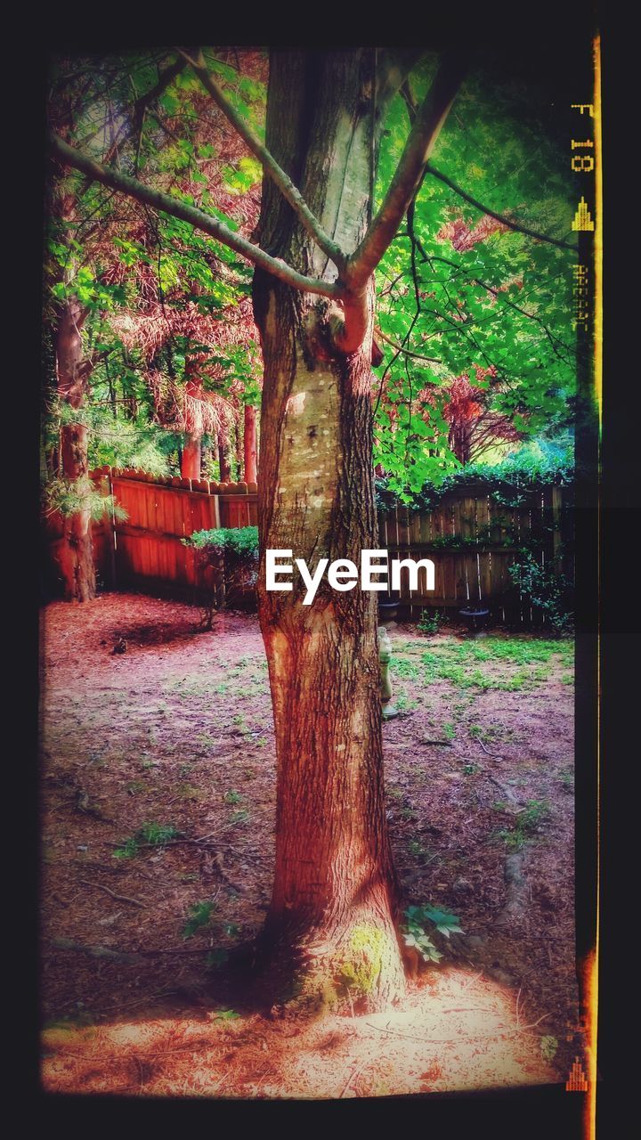 Tree on field