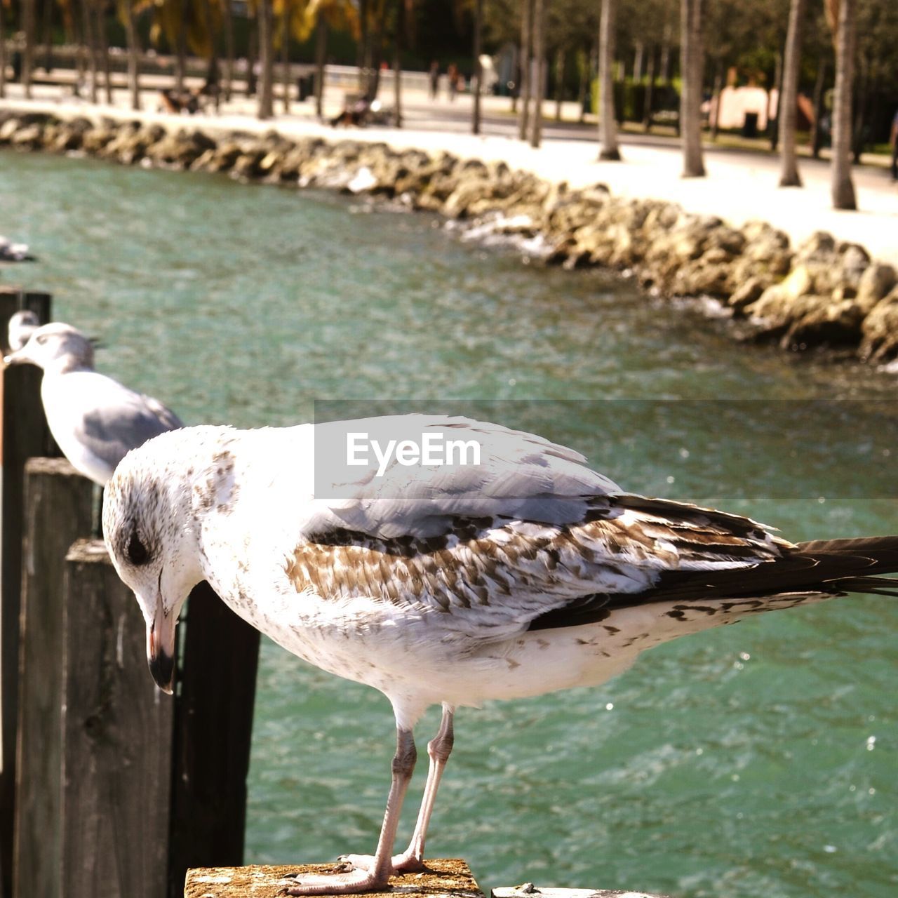 Seagull on wooden poles