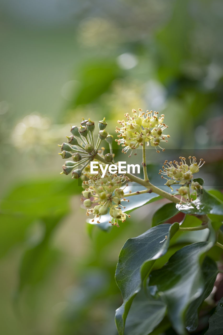 Close-up of flowering plant