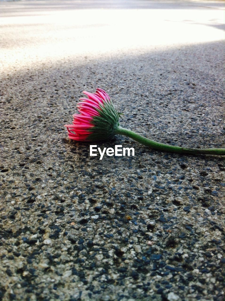 Pink gerbera daisy on ground