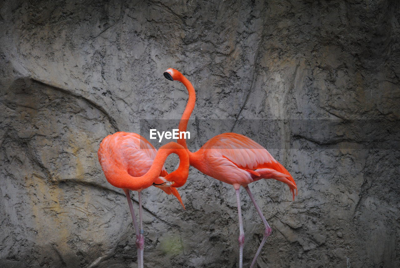 Close-up of flamingos