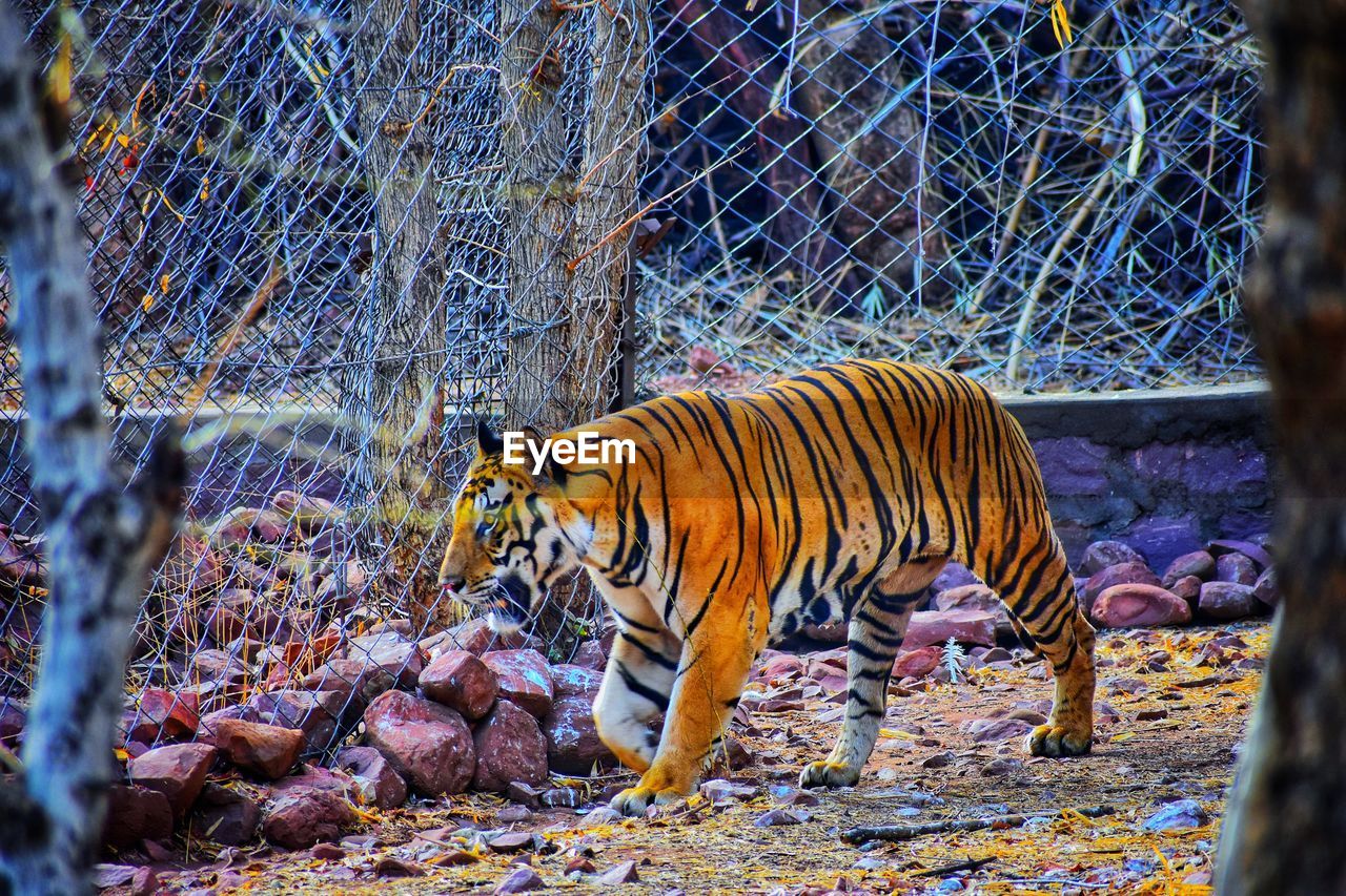 ZEBRA IN CAGE