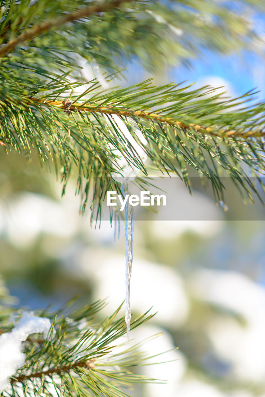 close-up of pine tree during winter