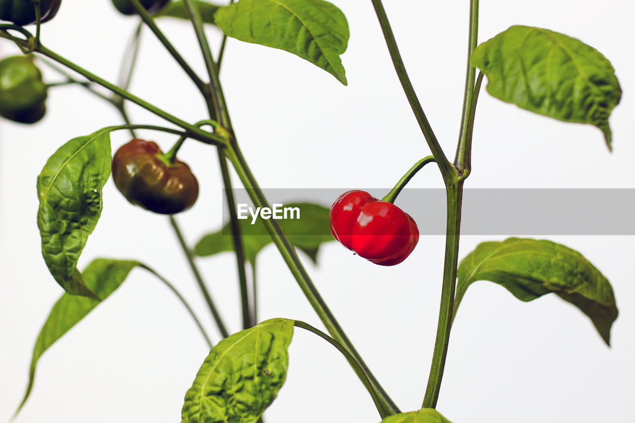 Close-up of vegetables growing on plant against white background