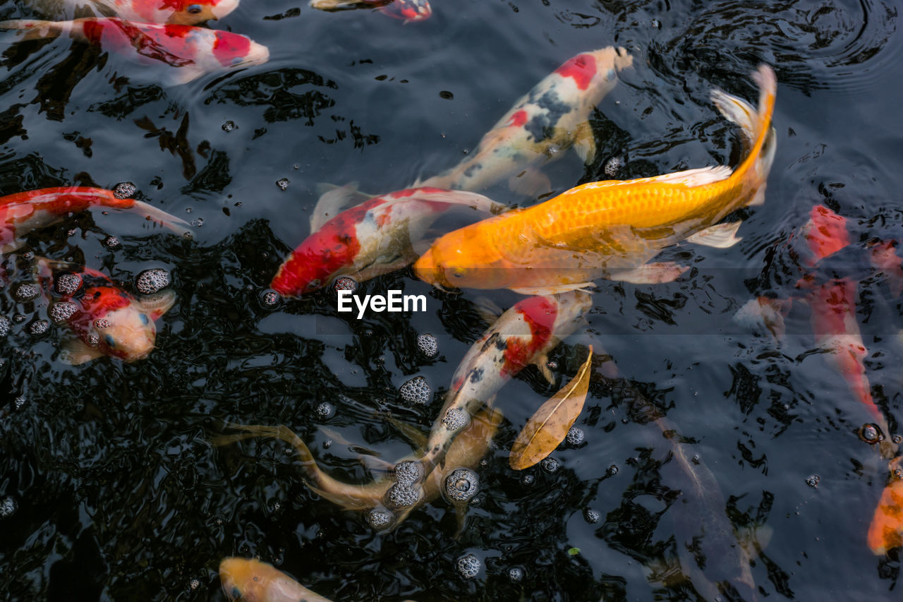 High angle view of koi carps swimming in lake