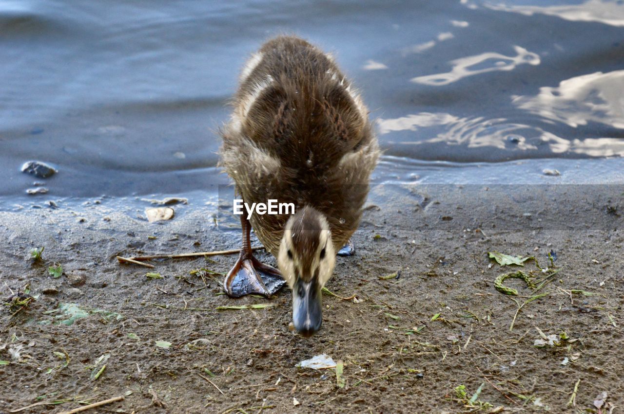 HIGH ANGLE VIEW OF OWL ON LAKE