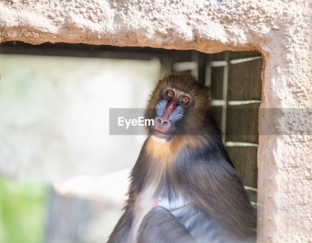 Portrait of mandrill monkey in zoo