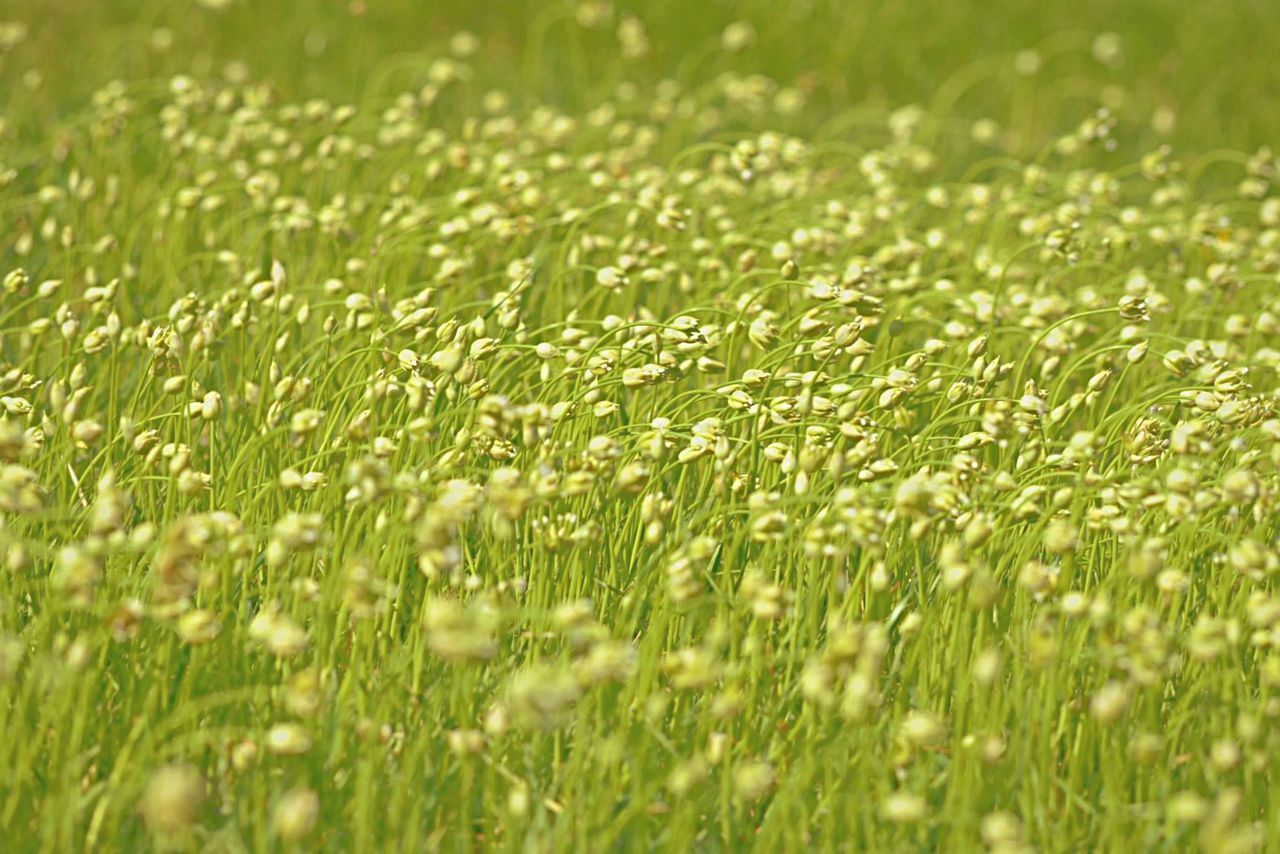 CLOSE-UP OF PLANTS GROWING ON GRASSY FIELD