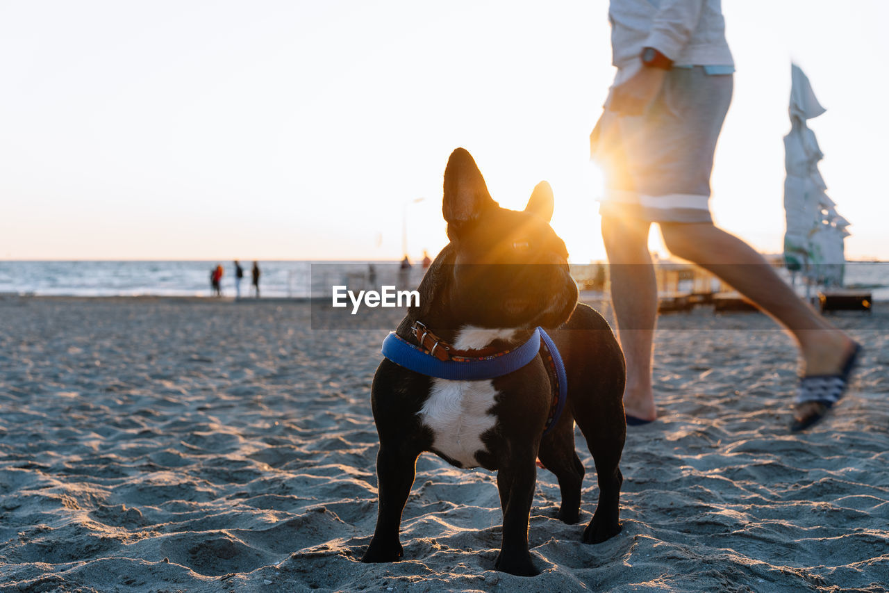 View of dog on beach