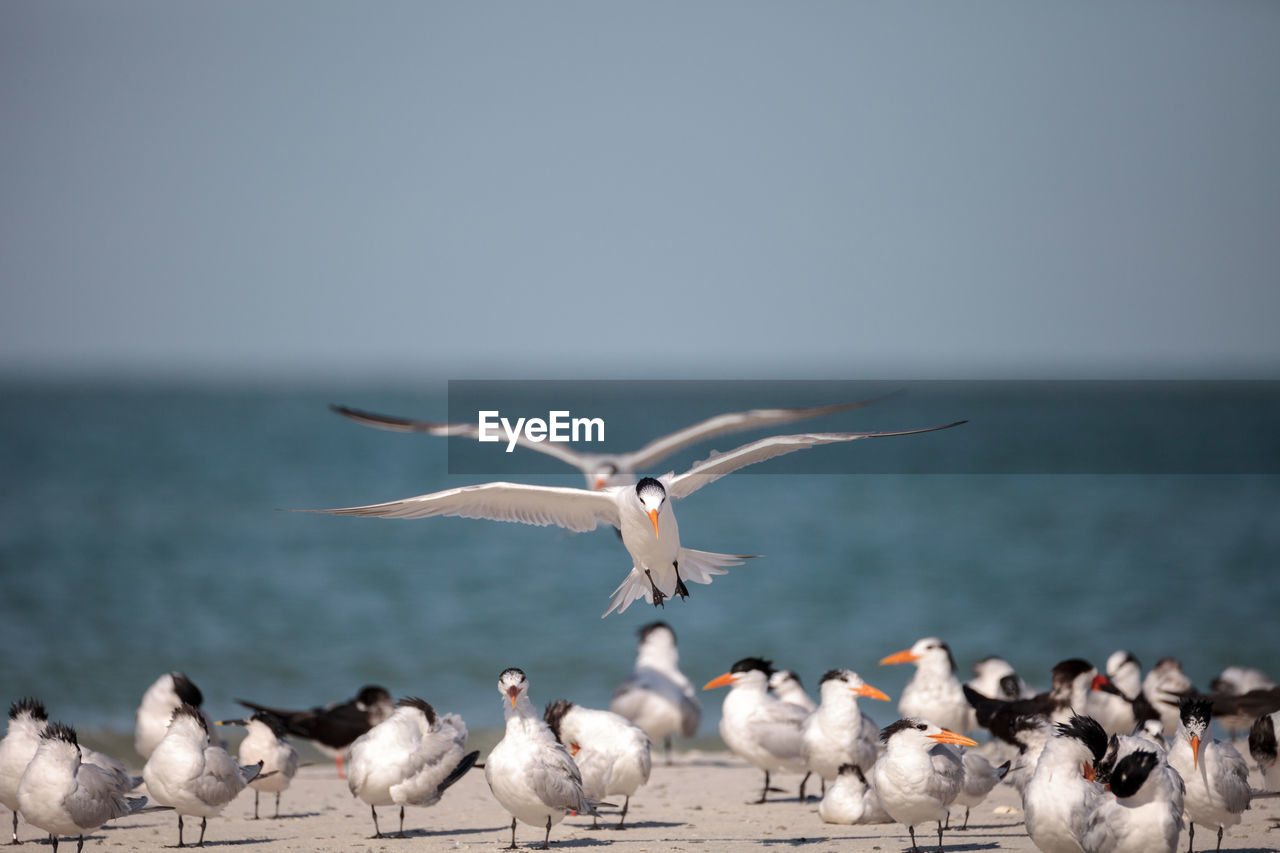 Royal tern thalasseus maximus shorebird among a large flock of terns, including black skimmer terns