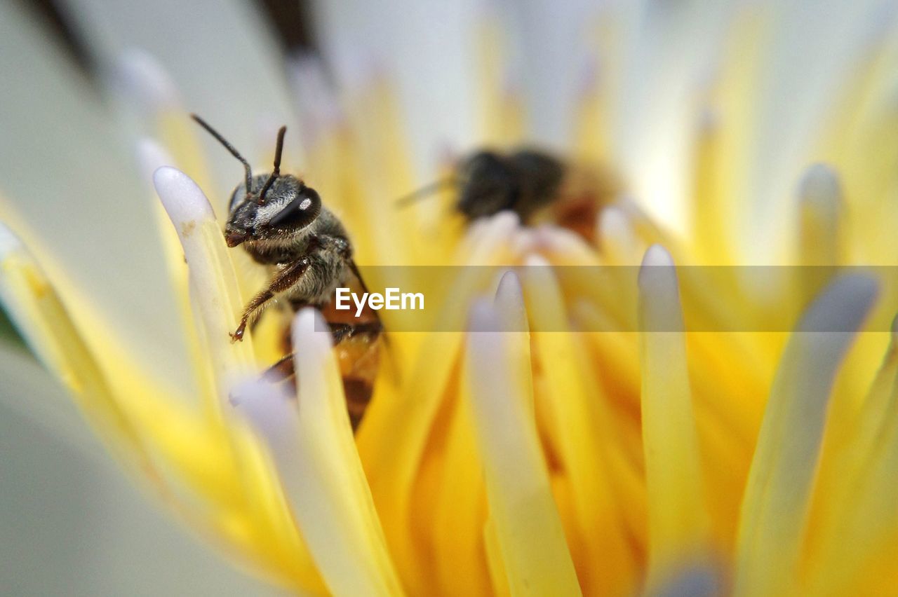 CLOSE-UP OF BEE ON YELLOW FLOWER