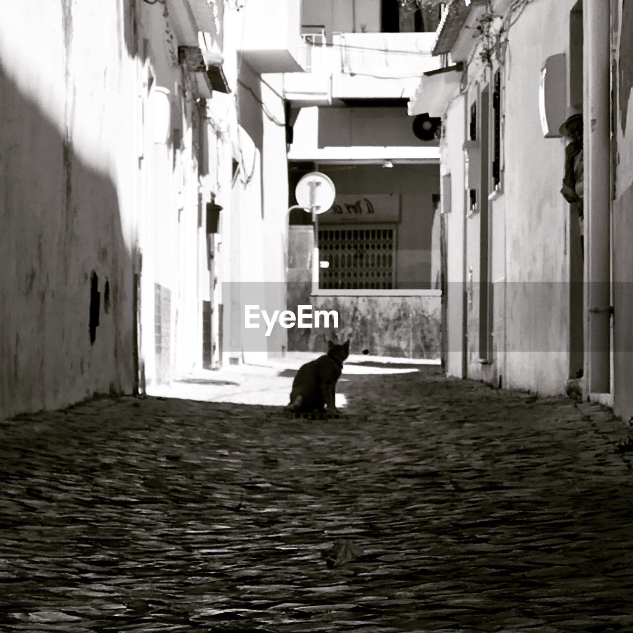 Cat on alley amidst buildings in city