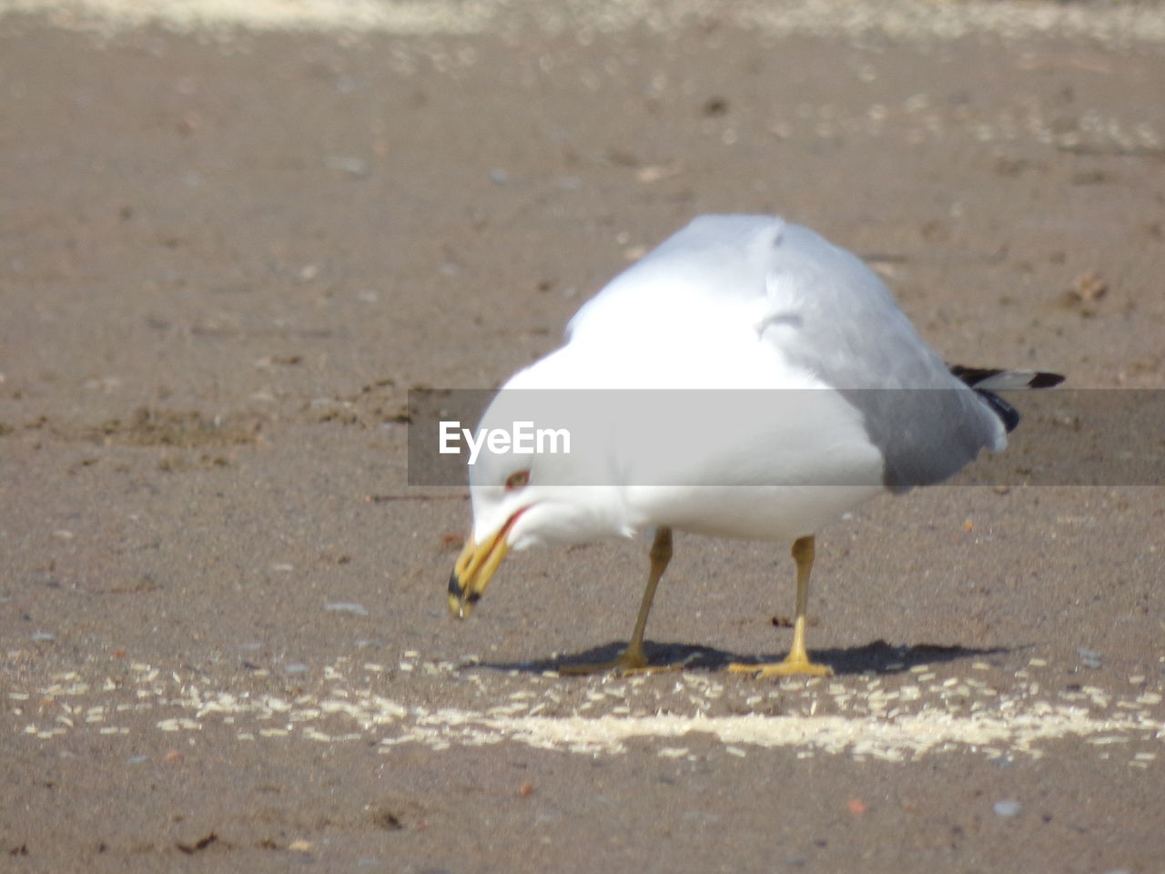 SIDE VIEW OF SEAGULL ON LAND