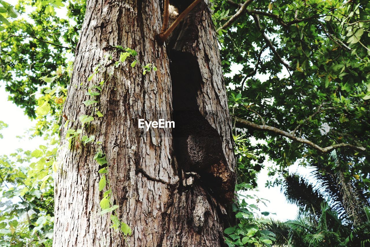 CLOSE-UP OF LIZARD ON TREE TRUNK IN FOREST