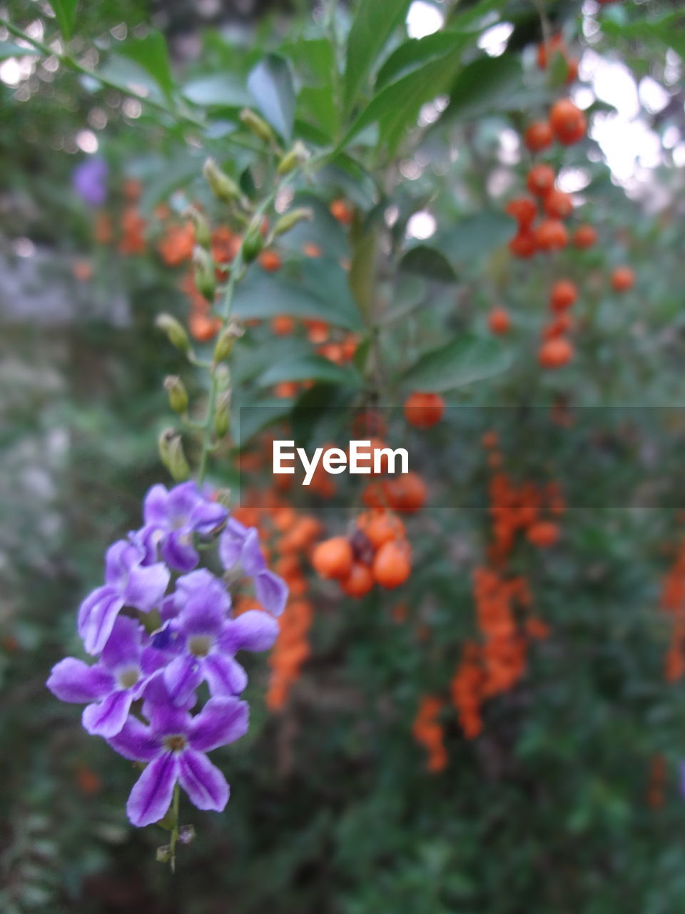 CLOSE-UP OF FLOWERS GROWING ON TREE