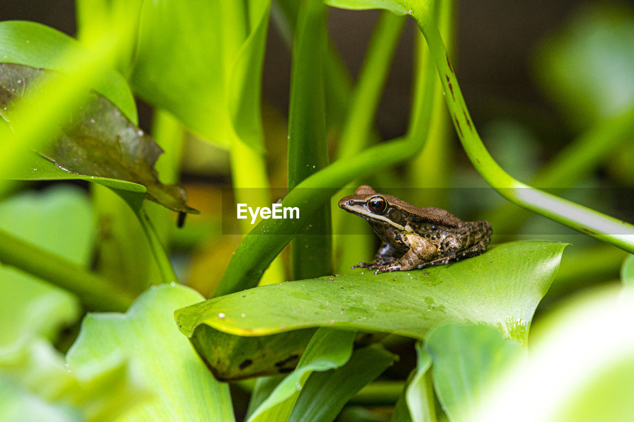 Close-up of frog on plant