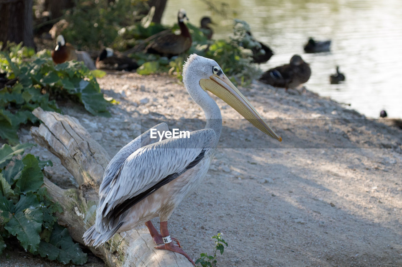 BIRD PERCHING ON LAKE