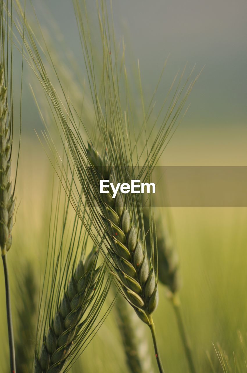 Close-up of wheat growing on plant