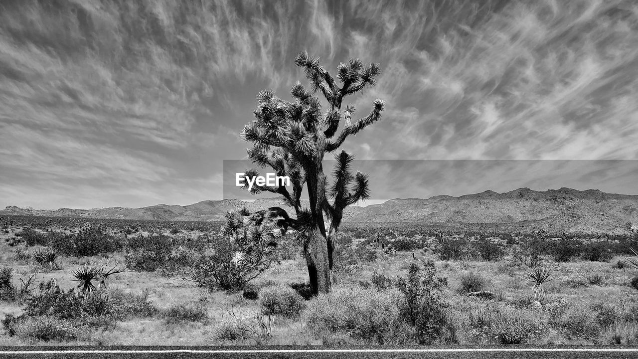 black and white, plant, monochrome photography, landscape, environment, tree, sky, nature, monochrome, scenics - nature, land, beauty in nature, no people, cloud, tranquility, tranquil scene, non-urban scene, growth, desert, mountain, outdoors, day, auto post production filter, field, rural scene, transfer print, remote