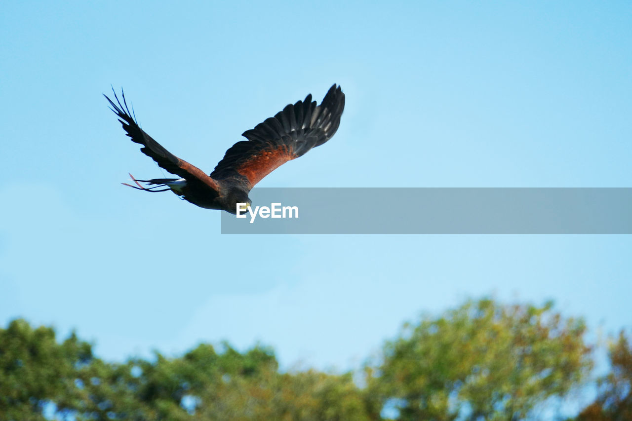 Low angle view of eagle kestrel flying against clear blue sky