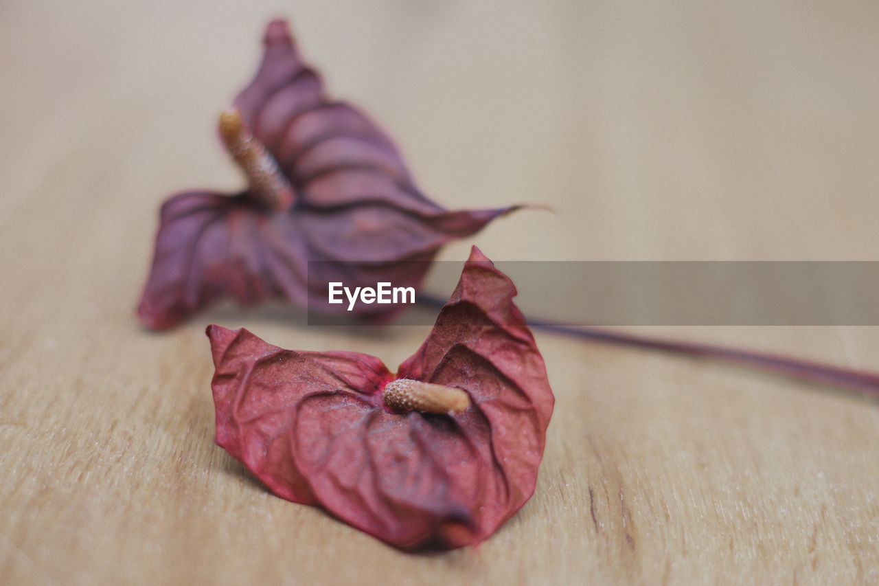 CLOSE-UP OF DRY FLOWER