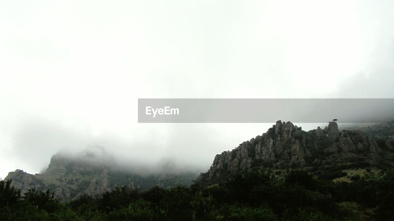 VIEW OF TREES IN FOREST